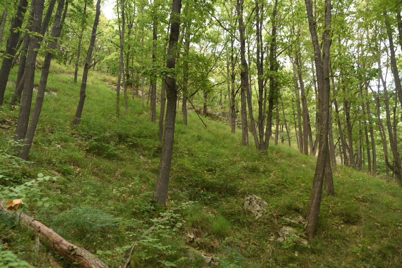 Долина реки Аминовка, image of landscape/habitat.