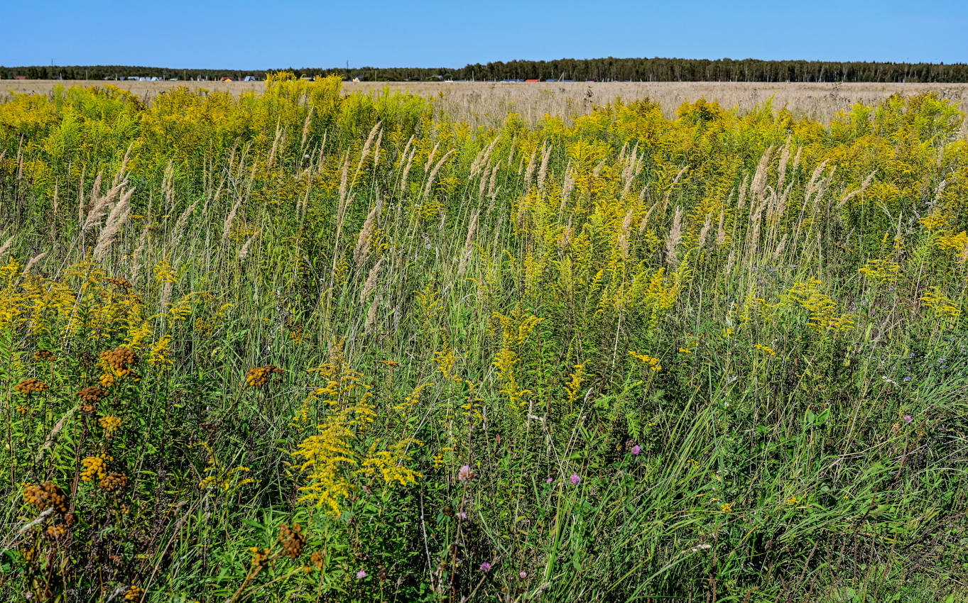 Окрестности деревни Оксино, image of landscape/habitat.