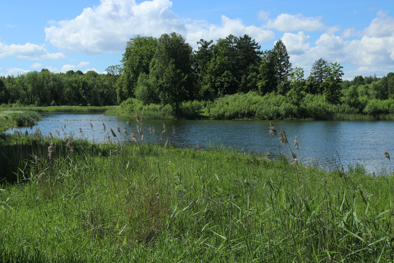 Луговой парк, image of landscape/habitat.