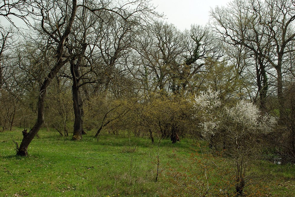 Самурский лес, image of landscape/habitat.