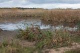 Большая Ижора, image of landscape/habitat.