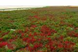 Северное Присивашье, image of landscape/habitat.