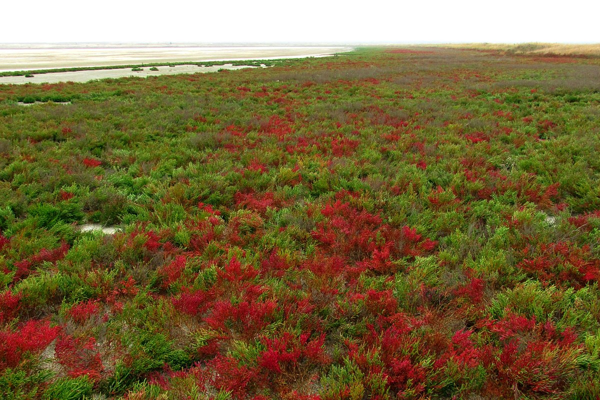 Северное Присивашье, image of landscape/habitat.