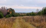 Окрестности села Красный Бор, image of landscape/habitat.