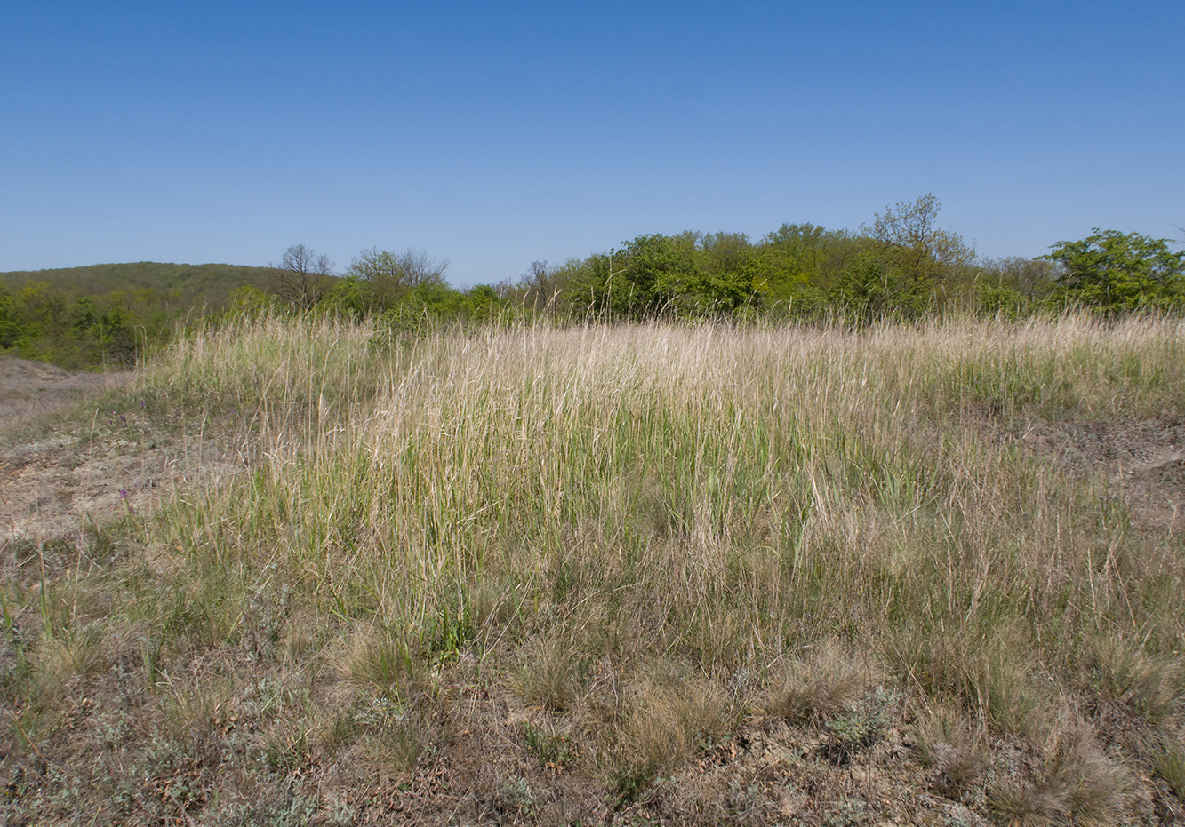 Гладковские сопки, image of landscape/habitat.