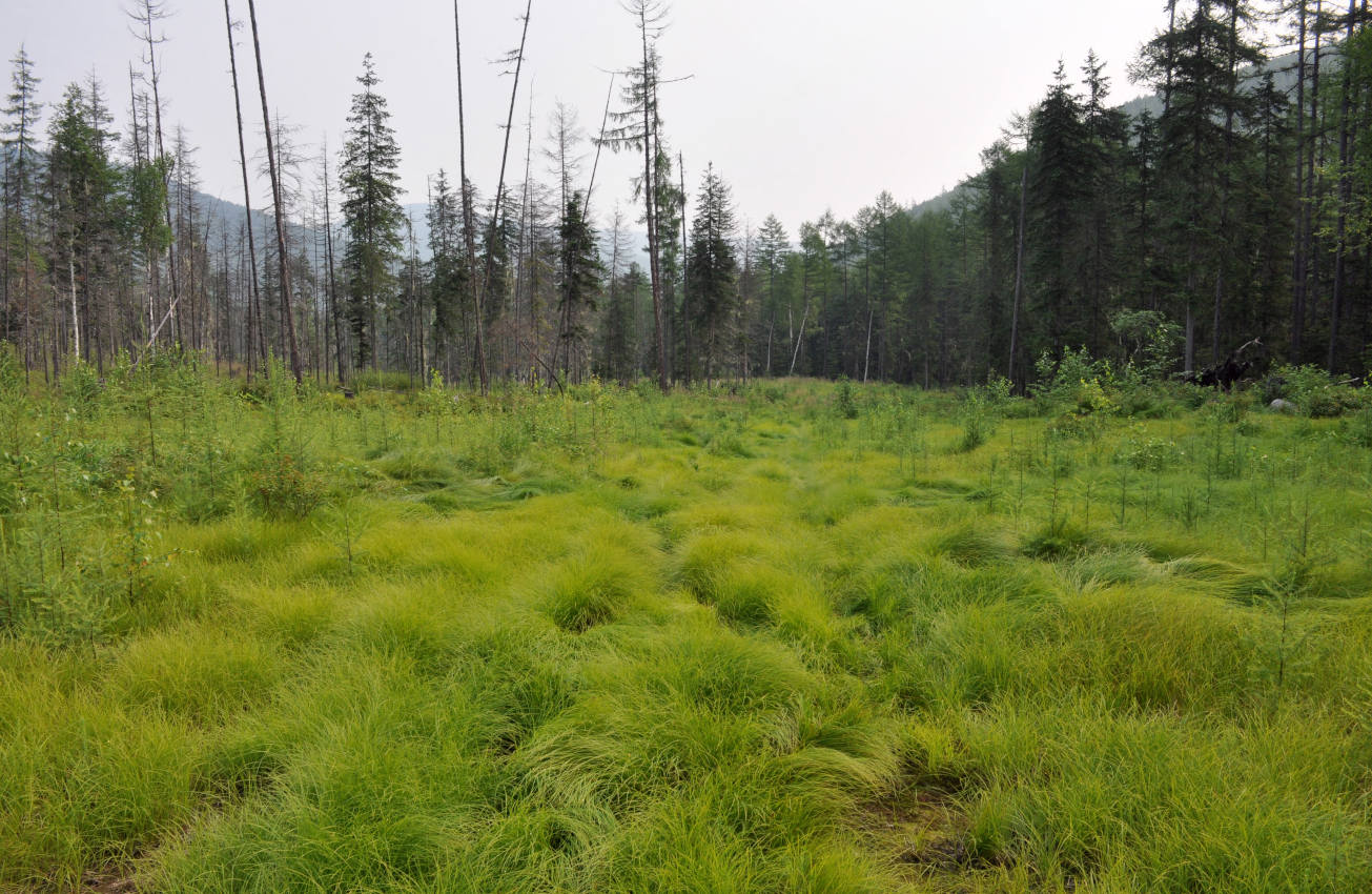 Долина реки Гремячий Лог, image of landscape/habitat.