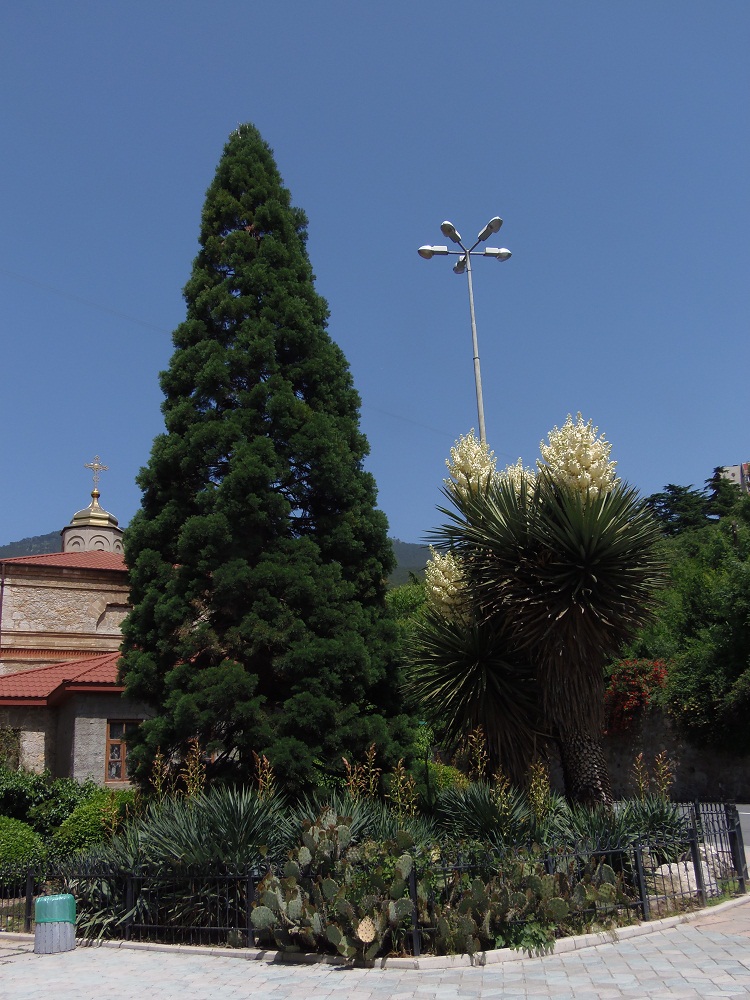 Никитский ботанический сад, image of landscape/habitat.