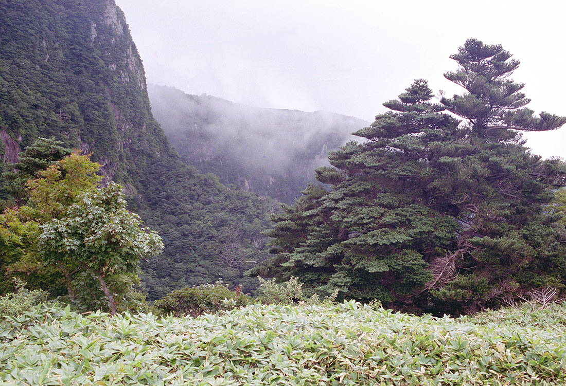 Гора Халла, image of landscape/habitat.