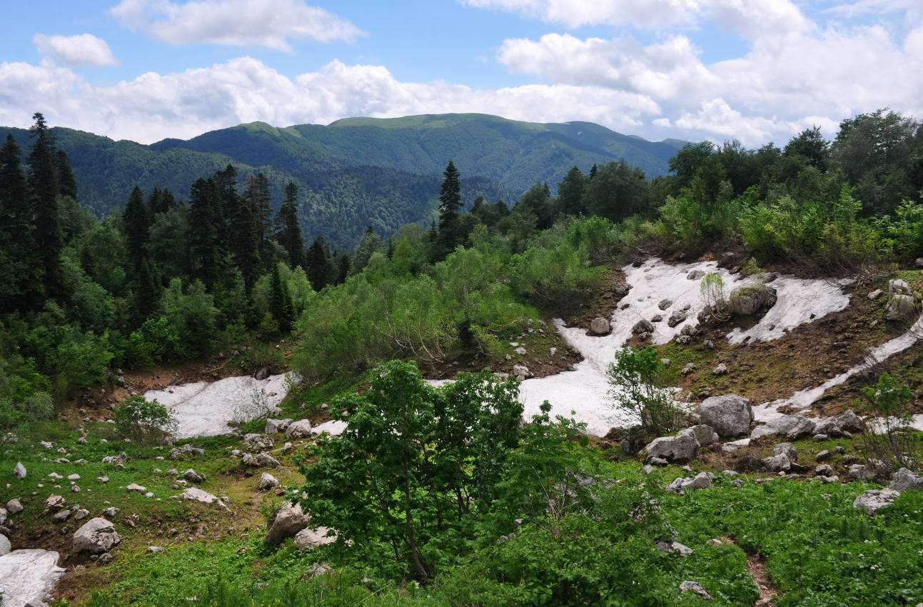 Фишт, image of landscape/habitat.
