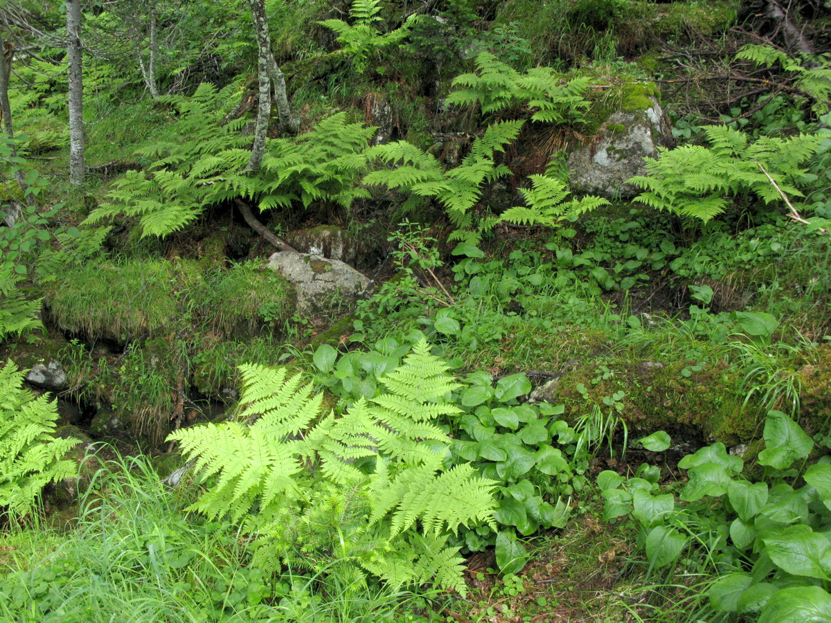Висячий Камень, image of landscape/habitat.