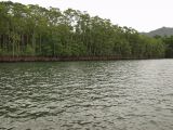 Cape Tribulation, image of landscape/habitat.