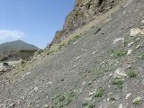 Окрестности села Турци, image of landscape/habitat.