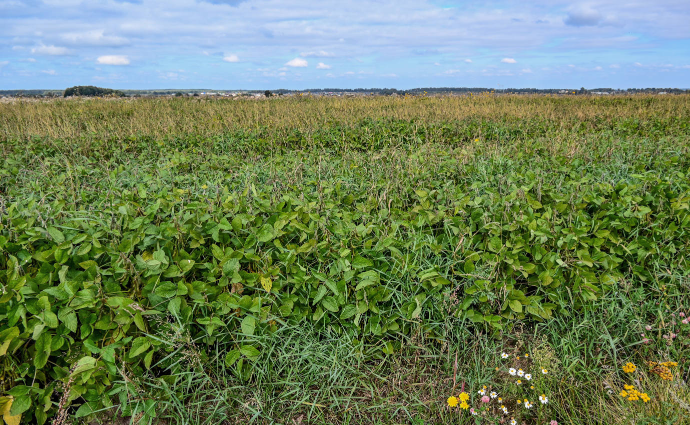 Окрестности села Дмитриевское, image of landscape/habitat.