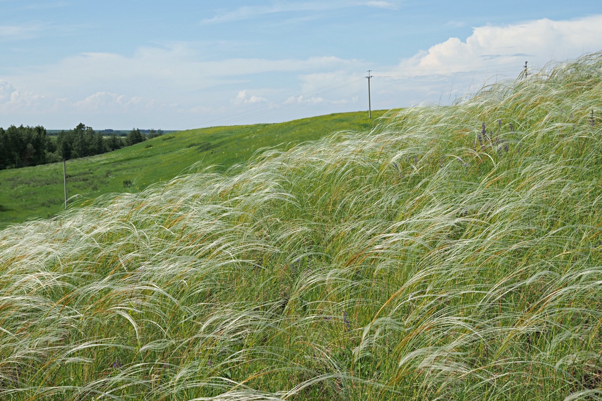Долина реки Бирля и окрестности, image of landscape/habitat.