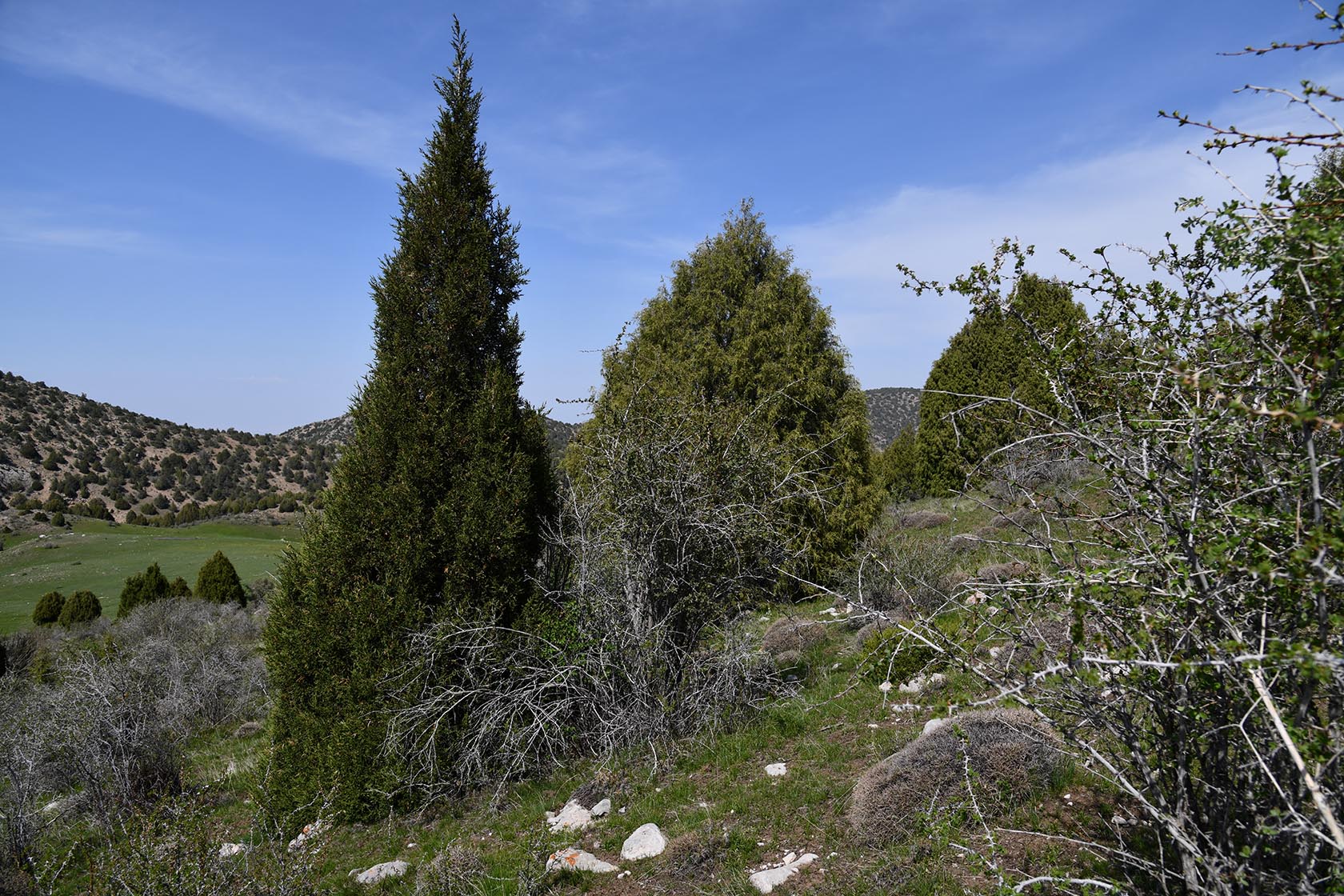 Уч-Булак, image of landscape/habitat.