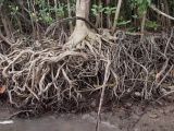 Cape Tribulation, image of landscape/habitat.