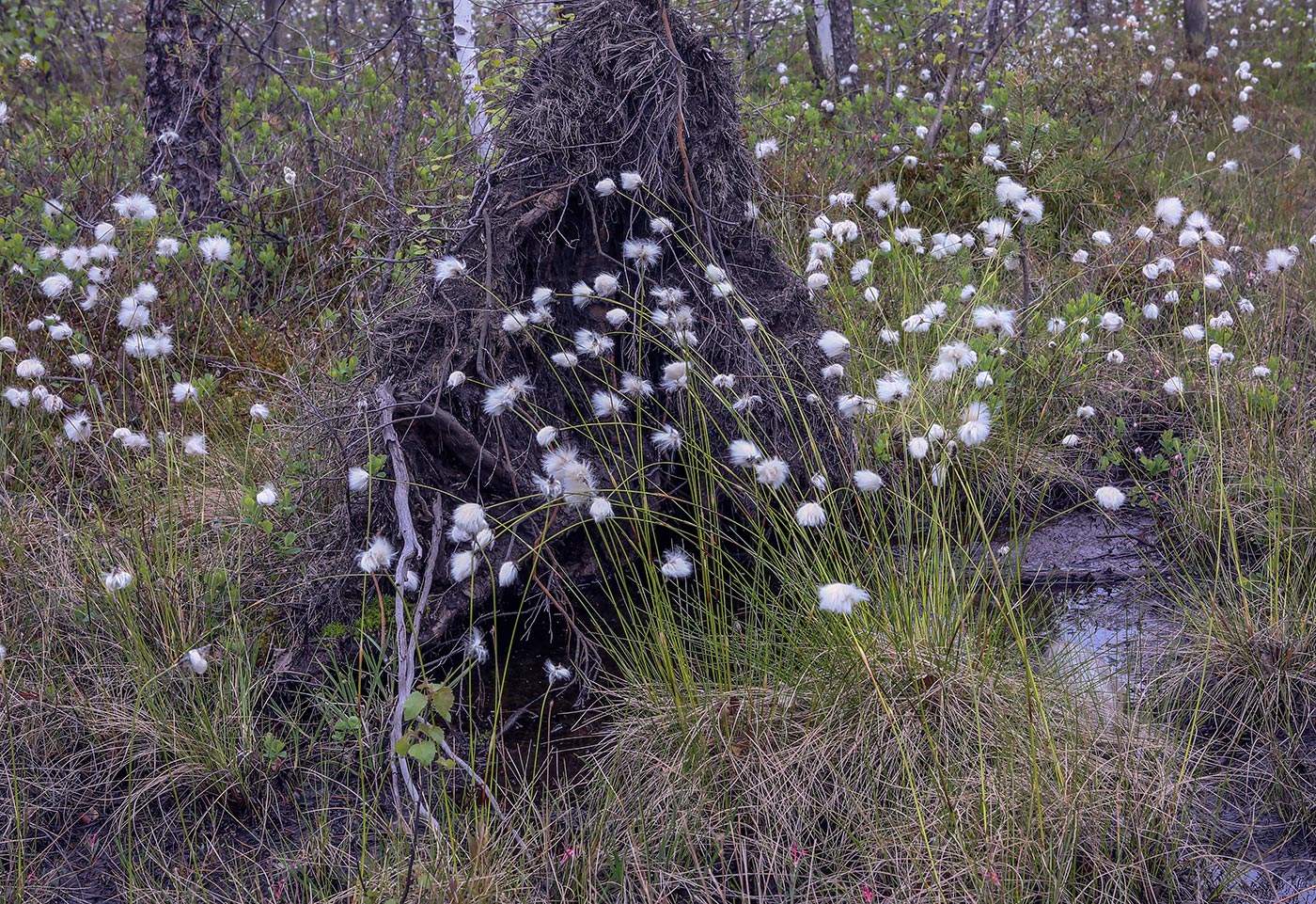 Окрестности Краснокамска, image of landscape/habitat.