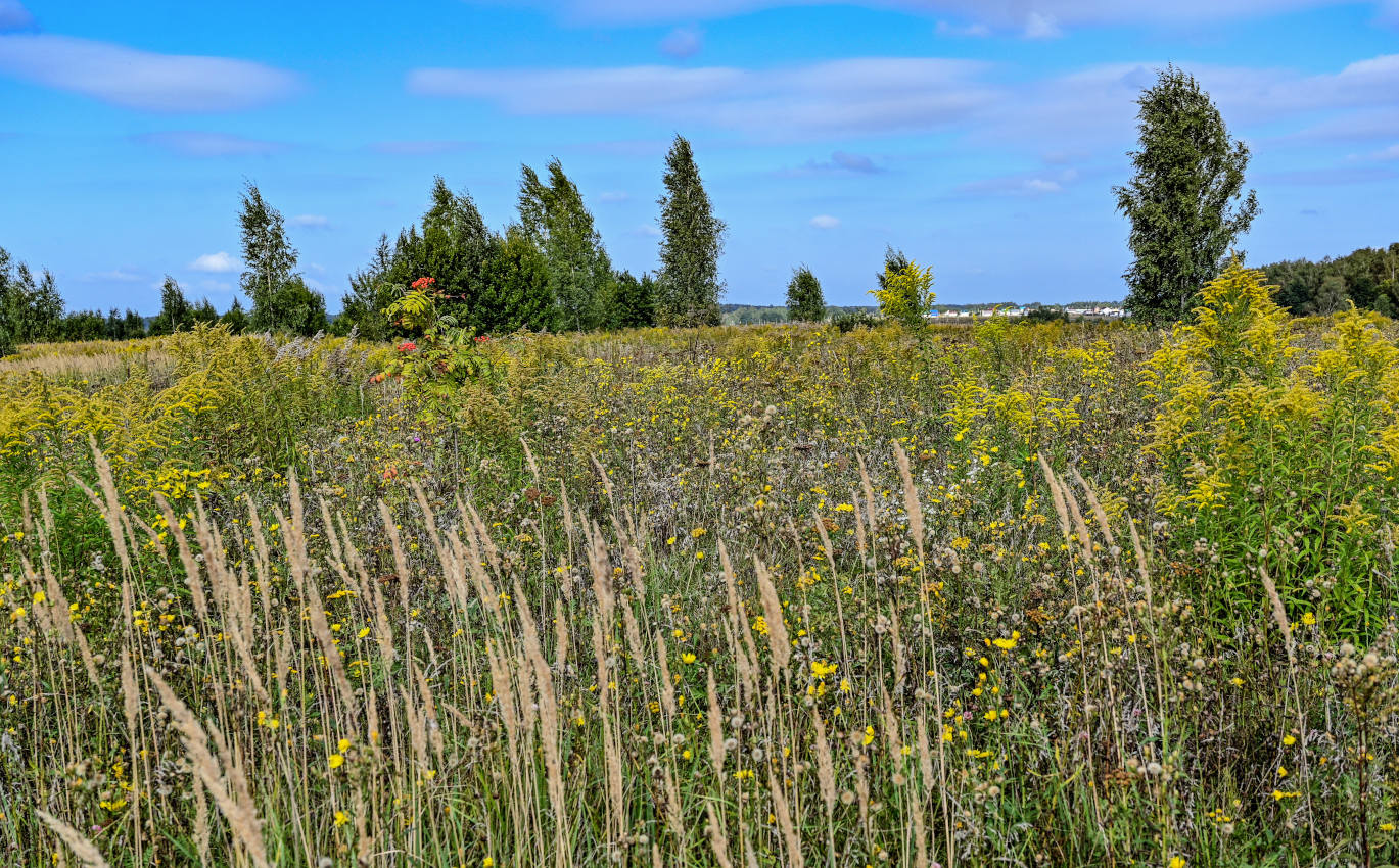Окрестности села Дмитриевское, image of landscape/habitat.