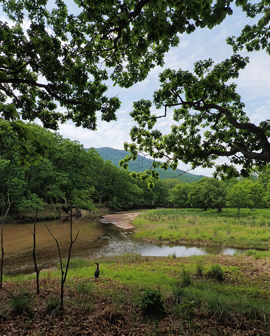 Бухта Просёлочная (Тачингоуза), image of landscape/habitat.