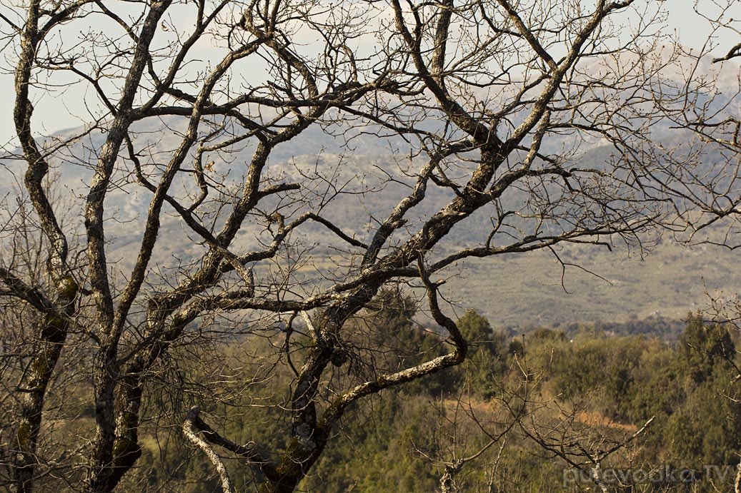 Лес Фолой, изображение ландшафта.