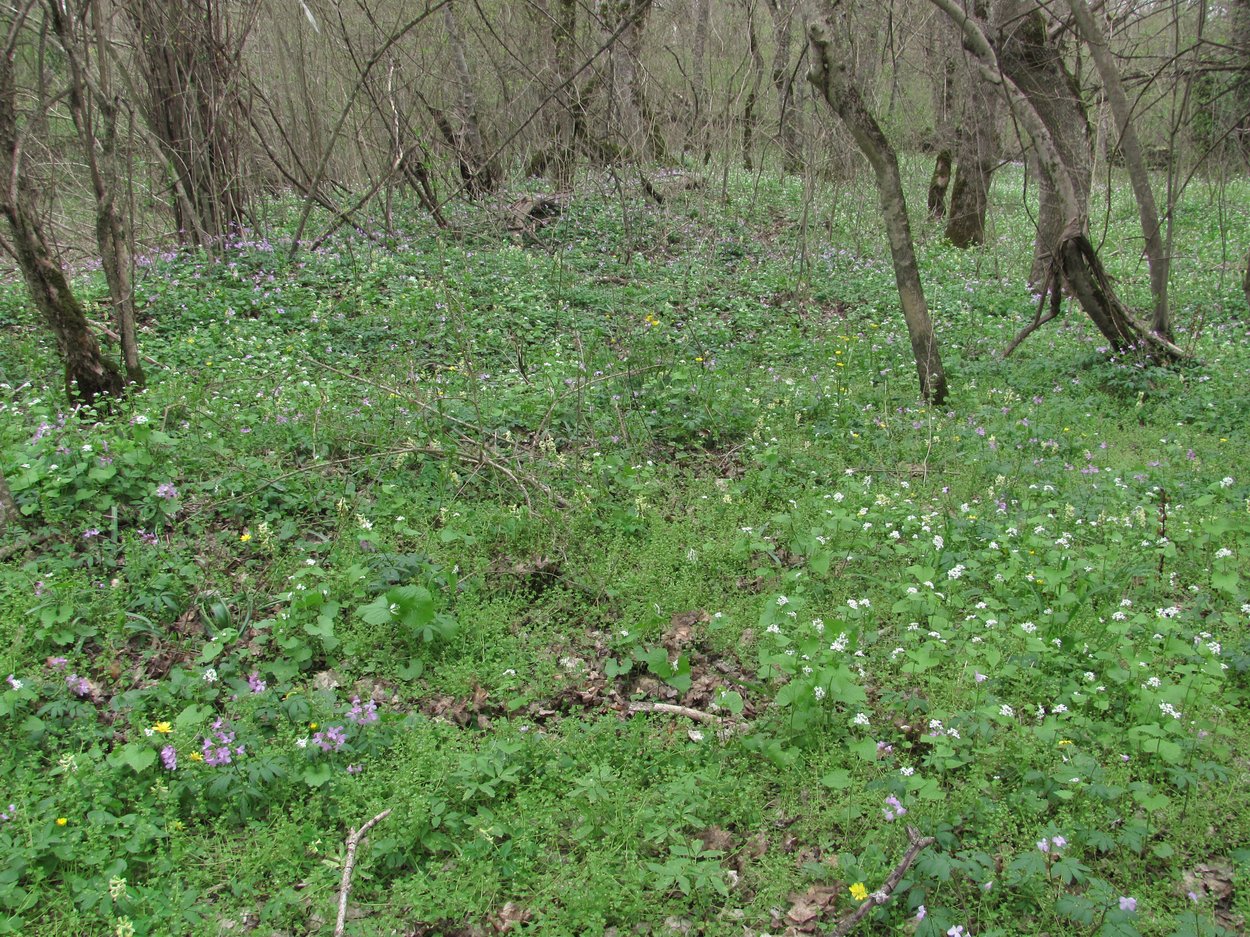 Ахтырский, image of landscape/habitat.