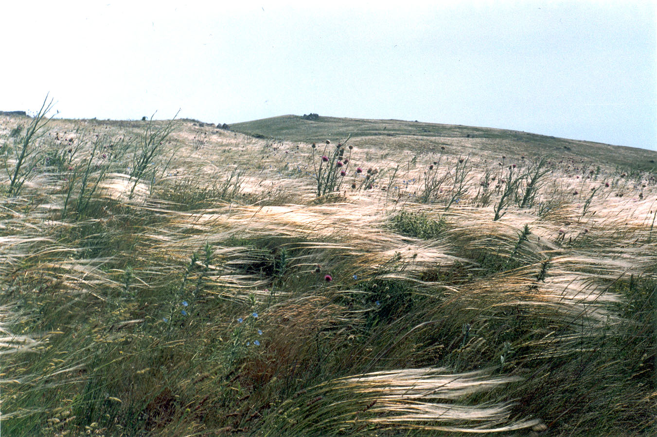 Опук, image of landscape/habitat.