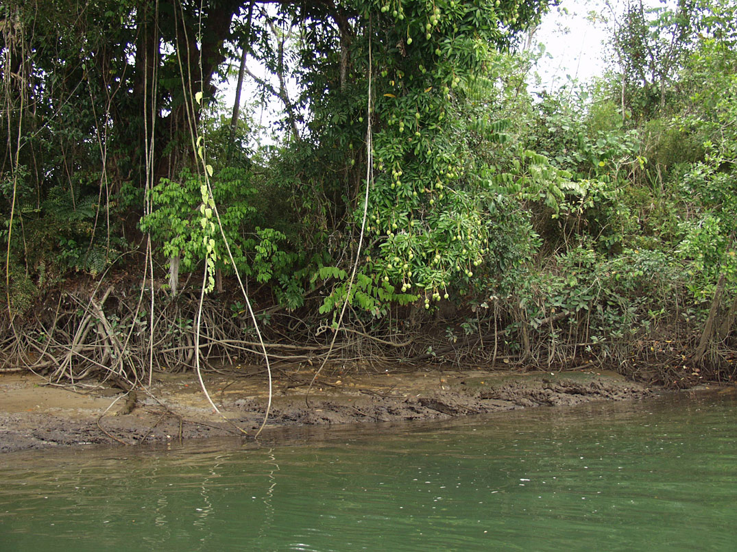 Cape Tribulation, image of landscape/habitat.