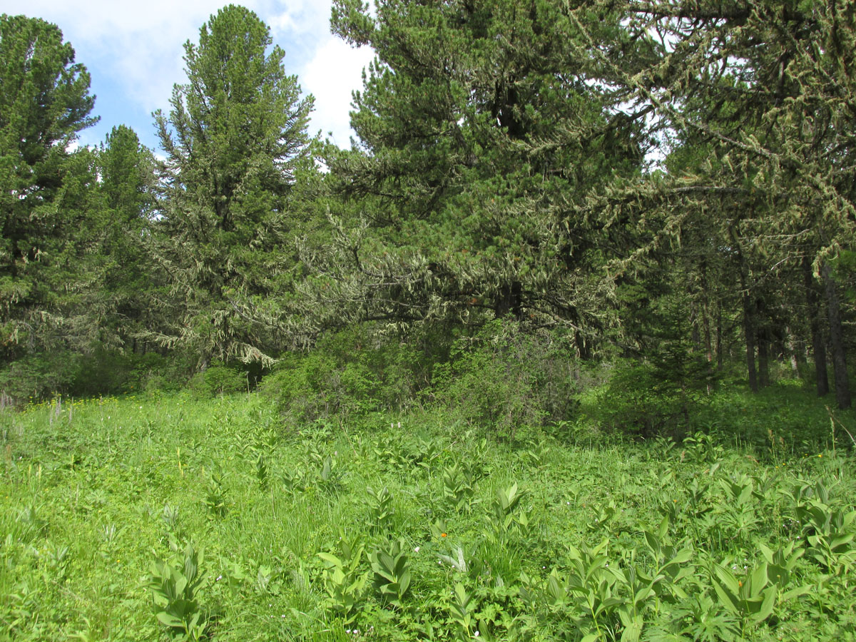 Семинский перевал, image of landscape/habitat.