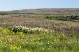 Мыс Коровий, image of landscape/habitat.