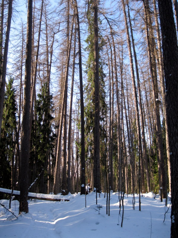 Рощино (Линдуловская роща), изображение ландшафта.