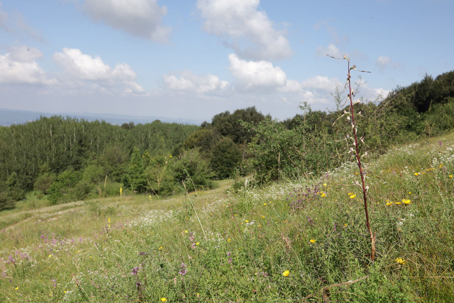 Долгоруковская яйла, image of landscape/habitat.