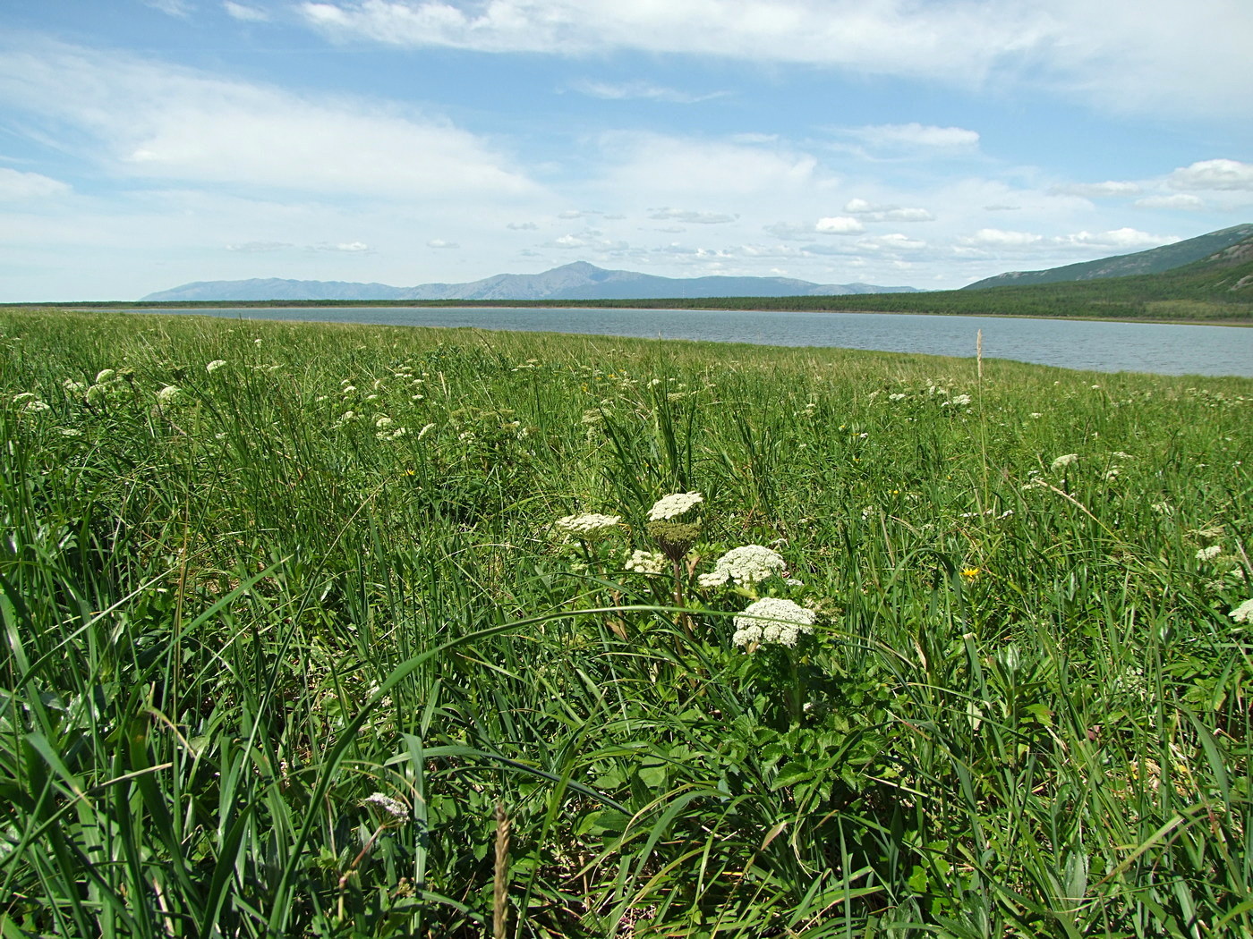 Соленое, image of landscape/habitat.