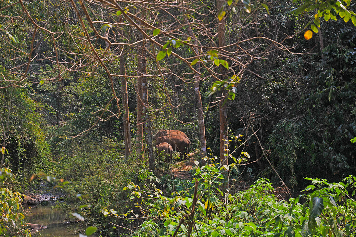 Долина диких слонов, image of landscape/habitat.