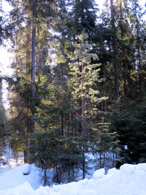 Рощино (Линдуловская роща), image of landscape/habitat.
