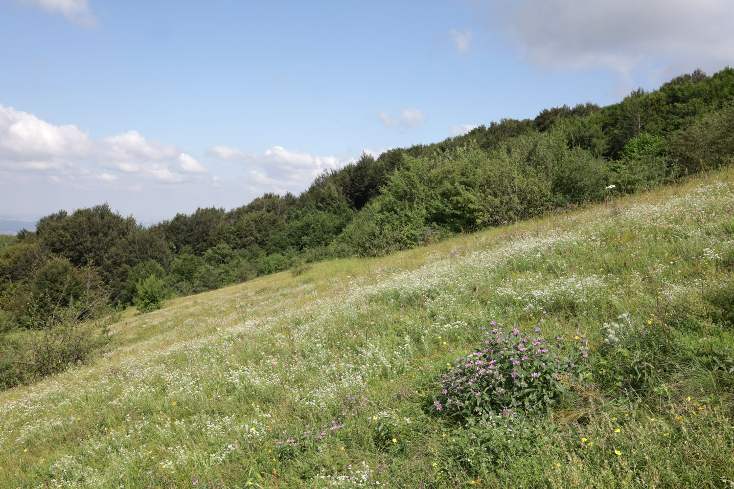 Долгоруковская яйла, image of landscape/habitat.