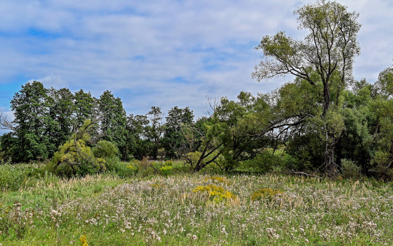 Окрестности села Дмитриевское, image of landscape/habitat.