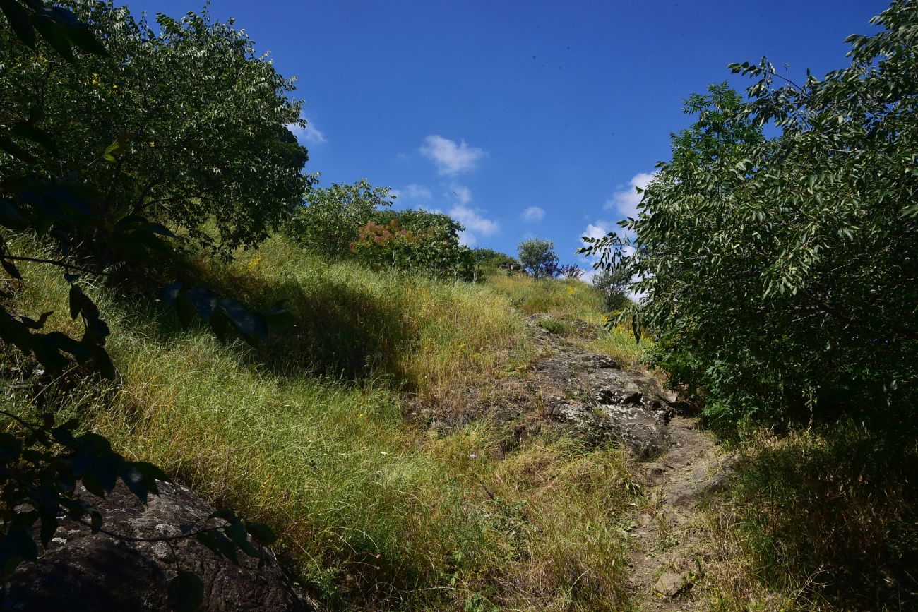 Гора Сололаки, image of landscape/habitat.