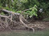 Cape Tribulation, изображение ландшафта.