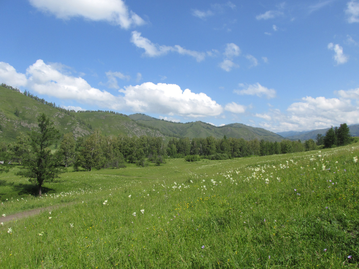 Окрестности села Шебалино, image of landscape/habitat.