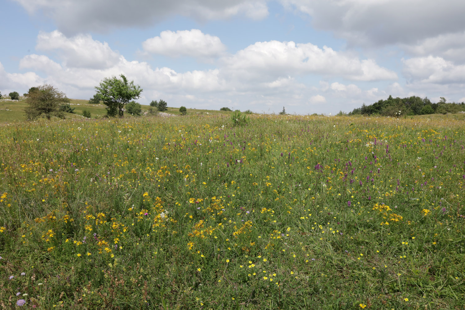 Долгоруковская яйла, image of landscape/habitat.