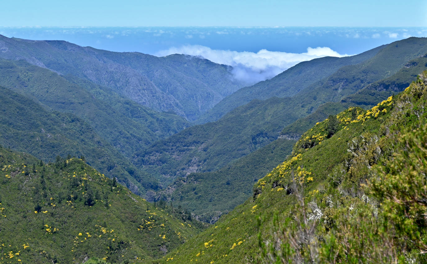 Верховья реки Рибейра-Гранде, image of landscape/habitat.
