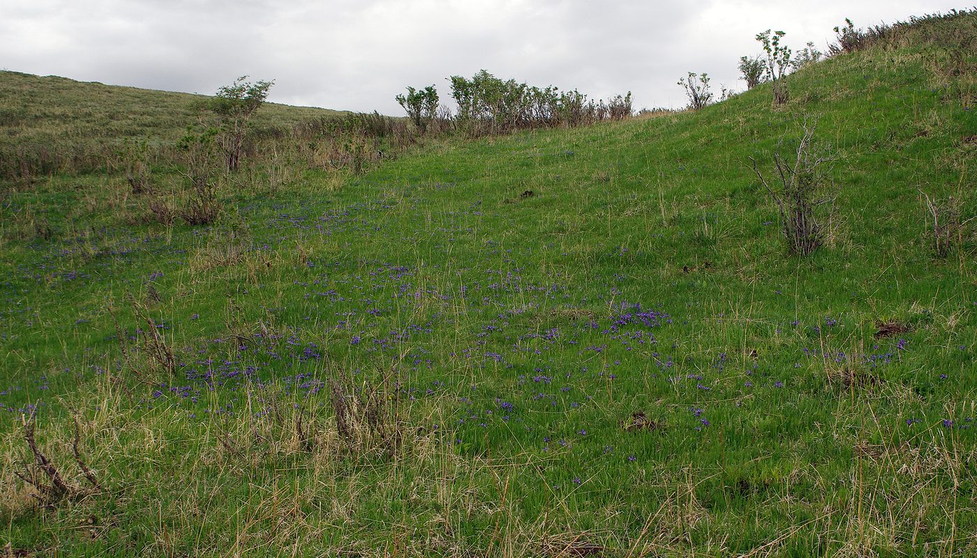 Марусин перевал, image of landscape/habitat.