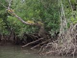 Cape Tribulation, изображение ландшафта.