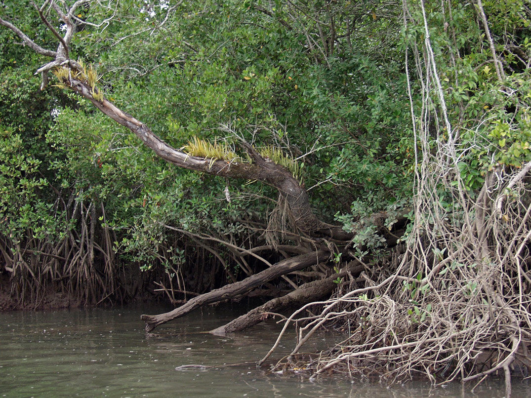 Cape Tribulation, image of landscape/habitat.