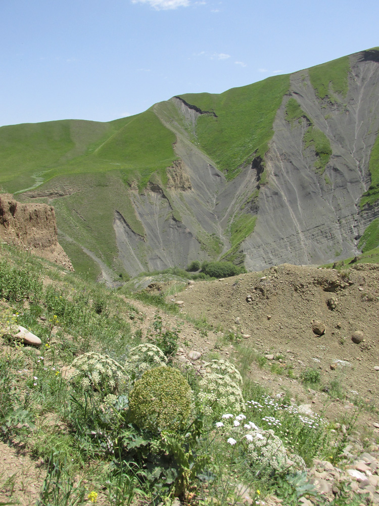 Окрестности села Шара, image of landscape/habitat.
