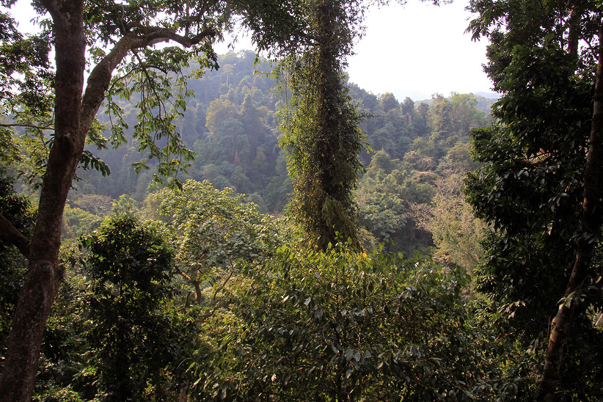 Вангтяньши, image of landscape/habitat.
