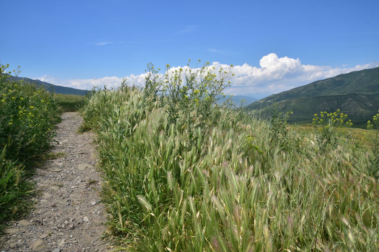 Джвари, image of landscape/habitat.
