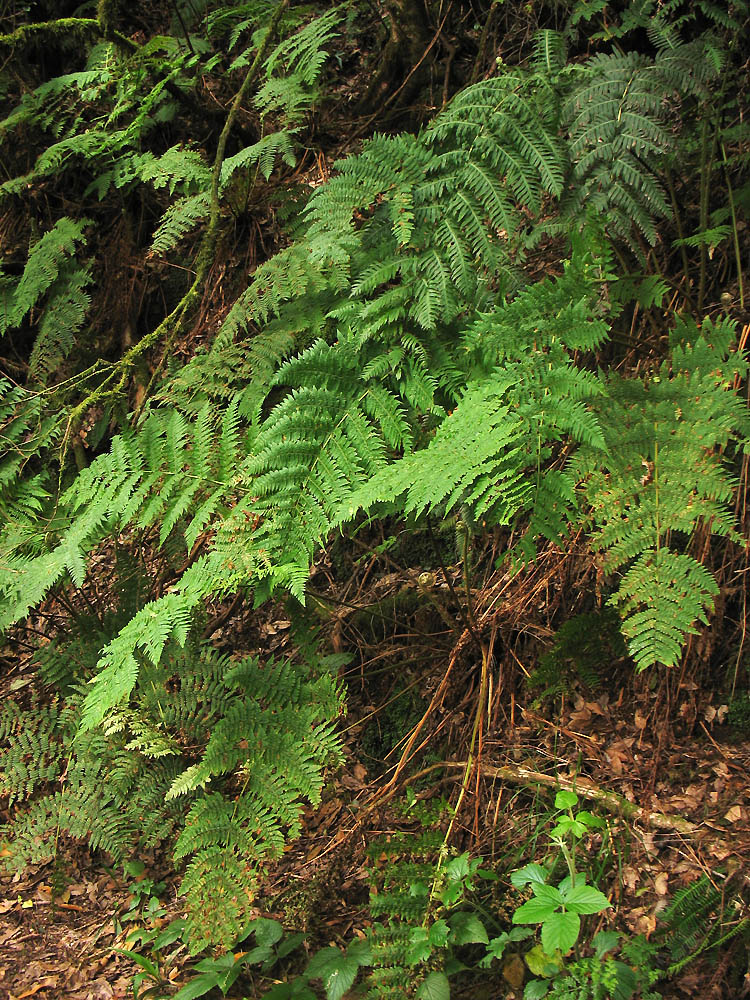 Ландшафтный парк Анага, image of landscape/habitat.