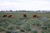 Окрестности Аршаново, image of landscape/habitat.