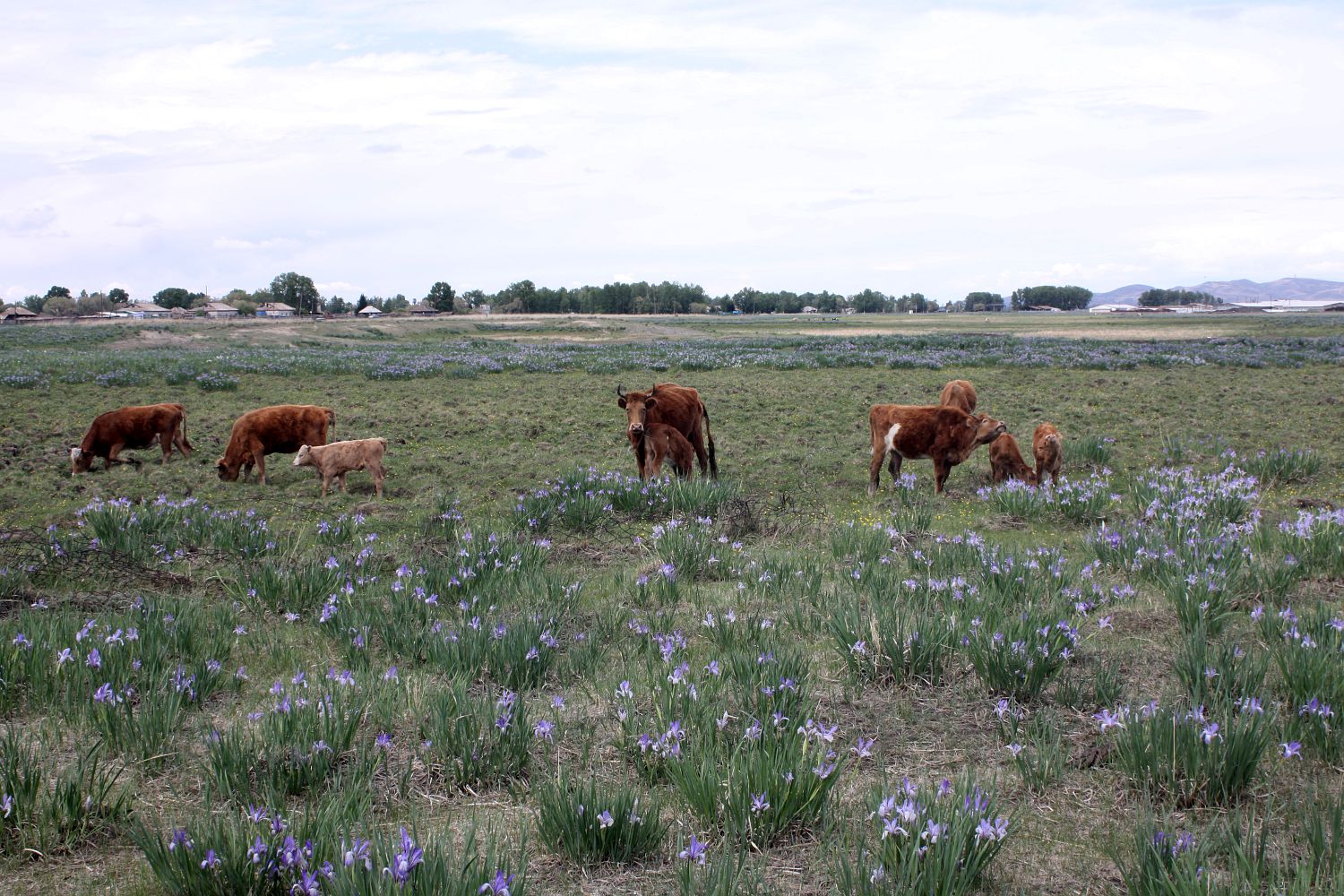 Окрестности Аршаново, image of landscape/habitat.